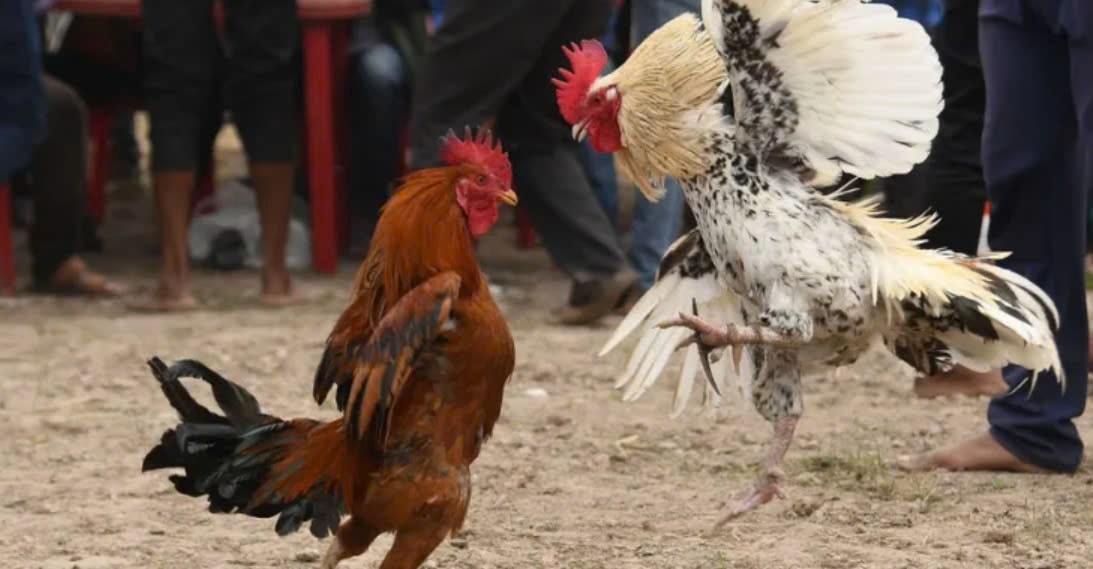 Đá Gà Casino 12bet: Định Nghĩa và Sự Phát Triển