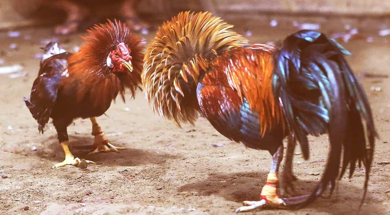 Cược 12bet Đá Gà Cựa Sắt với 3 lựa chọn