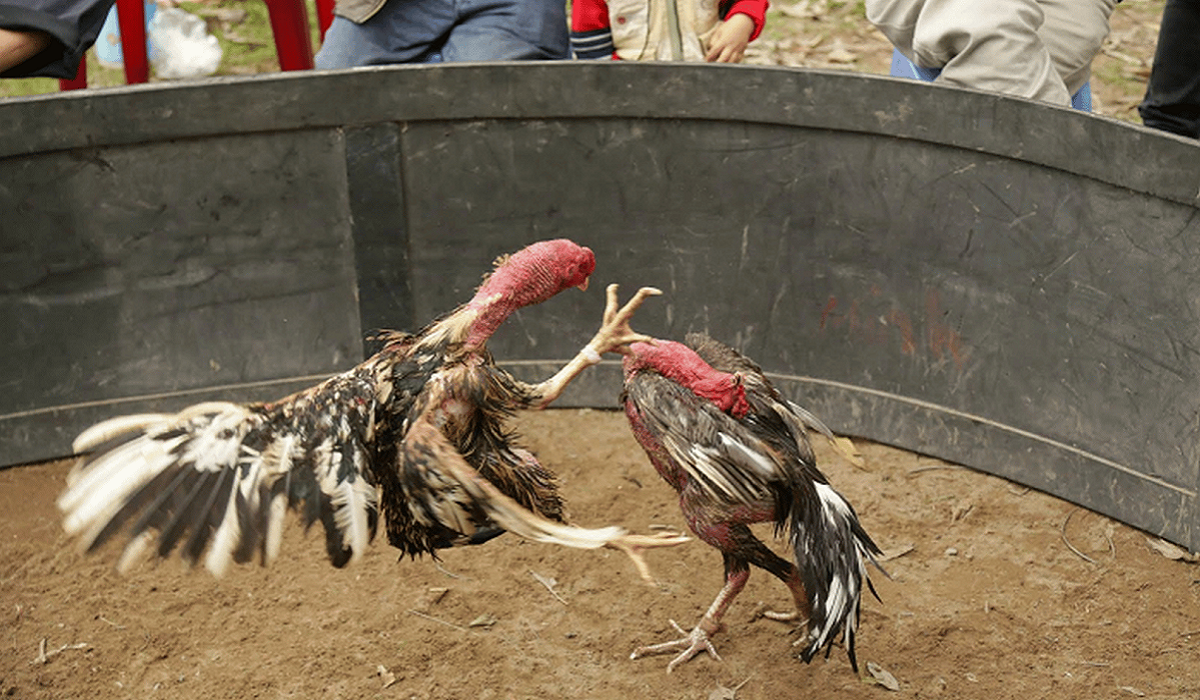 Cách chọn Đá Gà Hầu Kiềng 12bet chuẩn